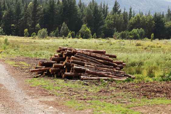 wood clearance services